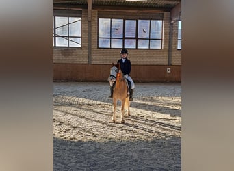 Welsh-A, Hongre, 8 Ans, 125 cm, Alezan dun