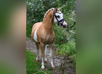 Welsh-A, Hongre, 9 Ans, 117 cm, Overo-toutes couleurs