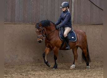 Welsh-A, Hongre, 9 Ans, 120 cm, Roan-Bay