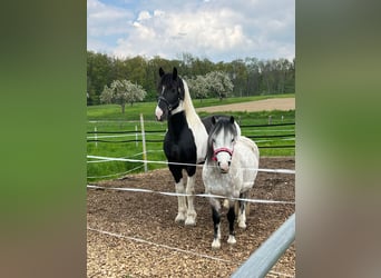 Welsh-A, Hongre, 9 Ans, 121 cm, Gris