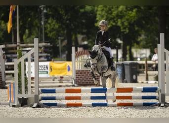 Welsh-A, Hongre, 9 Ans, 121 cm, Rouan bleu