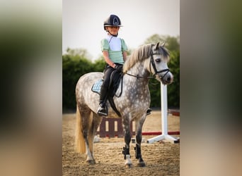 Welsh-A, Hongre, 9 Ans, 121 cm, Rouan bleu