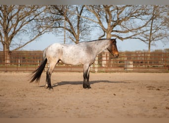 Welsh-A, Hongre, 9 Ans, 122 cm, Roan-Bay