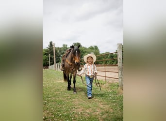 Welsh-A, Hongre, 9 Ans, 122 cm, Roan-Bay