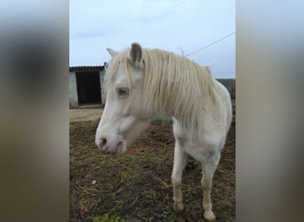 Welsh-A, Jument, 10 Ans, 110 cm, Cremello