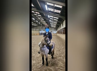 Welsh-A, Jument, 10 Ans, 115 cm, Buckskin