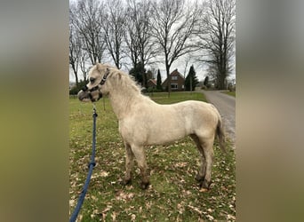 Welsh-A, Jument, 10 Ans, 116 cm, Palomino