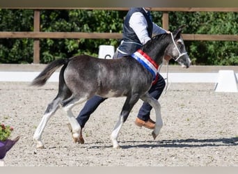 Welsh-A, Jument, 10 Ans, 124 cm, Gris