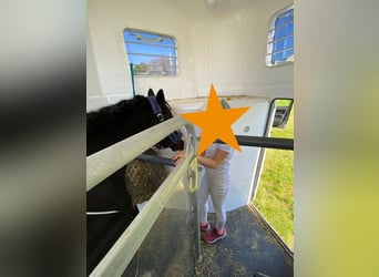 Welsh-A, Jument, 10 Ans, 128 cm, Noir