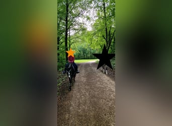 Welsh-A, Jument, 10 Ans, 128 cm, Noir