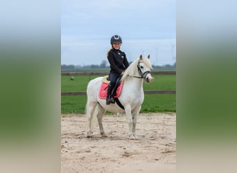 Welsh-A, Jument, 11 Ans, 116 cm