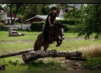 Welsh-A, Jument, 11 Ans, 120 cm, Bai