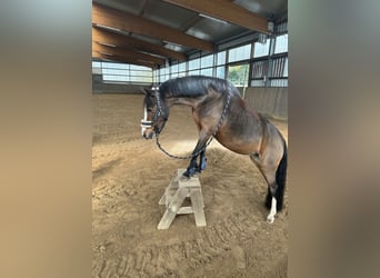 Welsh-A, Jument, 11 Ans, 120 cm, Bai