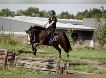 Welsh-A, Jument, 11 Ans, 120 cm, Bai