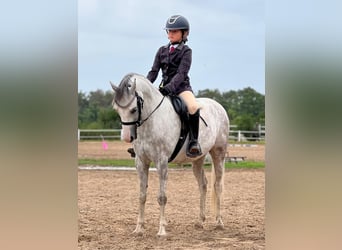 Welsh-A, Jument, 11 Ans, 135 cm, Gris