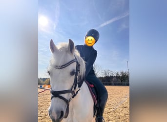 Welsh-A, Jument, 13 Ans, 120 cm, Gris