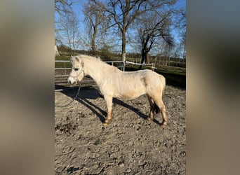 Welsh-A, Jument, 14 Ans, 119 cm, Gris