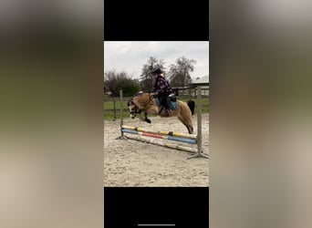Welsh-A, Jument, 14 Ans, 120 cm, Palomino