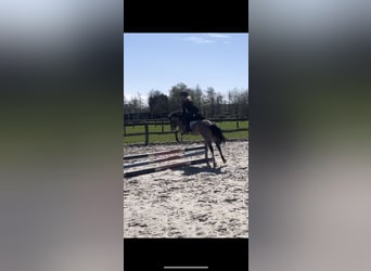 Welsh-A, Jument, 14 Ans, 120 cm, Palomino