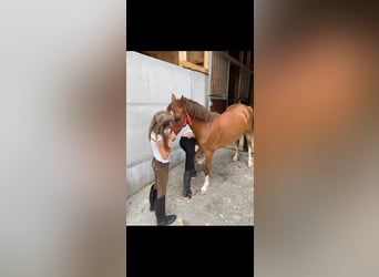 Welsh-A, Jument, 14 Ans, 125 cm, Alezan