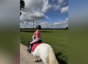 Welsh-A, Jument, 16 Ans, 118 cm, Gris