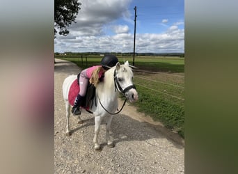 Welsh-A, Jument, 16 Ans, 118 cm, Gris