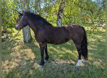 Welsh-A, Jument, 17 Ans, 120 cm, Alezan