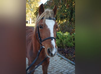 Welsh-A Croisé, Jument, 17 Ans, 128 cm, Alezan