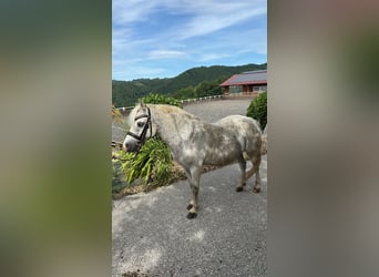 Welsh-A, Jument, 18 Ans, 135 cm, Gris moucheté