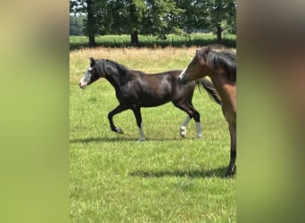 Welsh-A, Jument, 1 Année, Noir