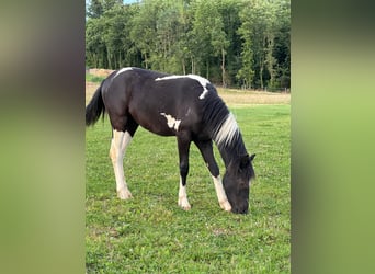 Welsh-A Croisé, Jument, 2 Ans, 120 cm, Pinto