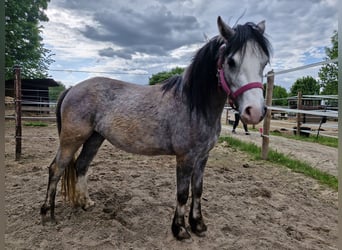 Welsh-A, Jument, 3 Ans, 115 cm