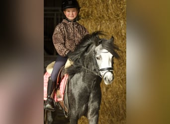 Welsh-A, Jument, 3 Ans, 117 cm, Rouan bleu