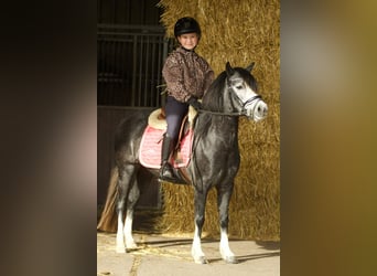 Welsh-A, Jument, 3 Ans, 117 cm, Rouan bleu