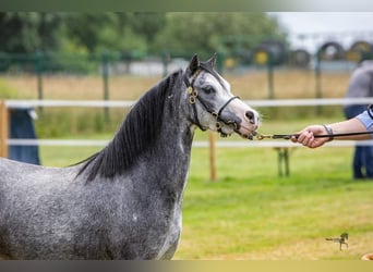 Welsh-A, Jument, 3 Ans, 117 cm, Sabino