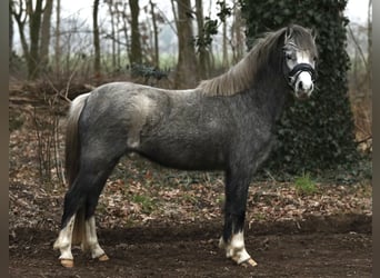 Welsh-A, Jument, 3 Ans, 118 cm, Gris