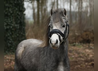 Welsh-A, Jument, 3 Ans, 118 cm, Gris