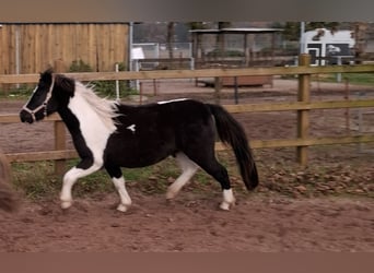 Welsh-A Croisé, Jument, 3 Ans, 118 cm, Pinto