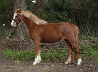 Welsh-A, Jument, 3 Ans, 119 cm, Alezan cuivré
