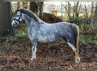 Welsh-A, Jument, 3 Ans, 119 cm, Gris