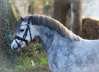 Welsh-A, Jument, 3 Ans, 119 cm, Gris