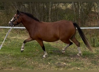 Welsh-A, Jument, 3 Ans, 120 cm, Bai