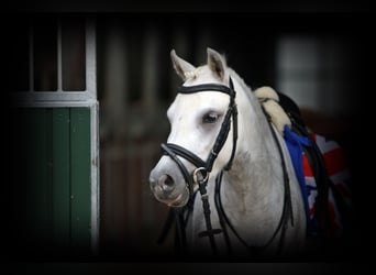 Welsh-A, Jument, 3 Ans, 120 cm, Gris pommelé