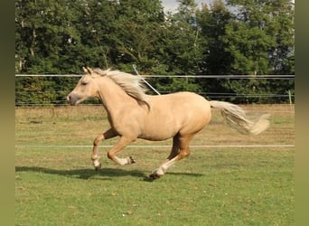 Welsh-A, Jument, 3 Ans, 120 cm, Palomino