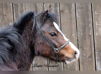 Welsh-A, Jument, 3 Ans, 128 cm, Bai