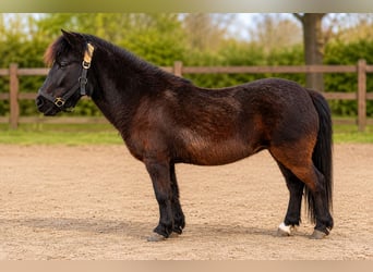 Welsh-A Croisé, Jument, 4 Ans, 115 cm, Noir