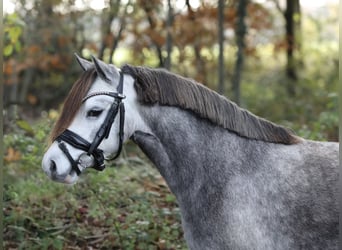 Welsh-A, Jument, 4 Ans, 115 cm, Rouan bleu