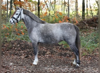 Welsh-A, Jument, 4 Ans, 115 cm, Rouan bleu