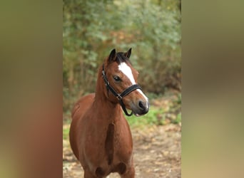 Welsh-A, Jument, 4 Ans, 117 cm, Bai