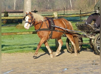 Welsh-A, Jument, 4 Ans, 118 cm, Alezan